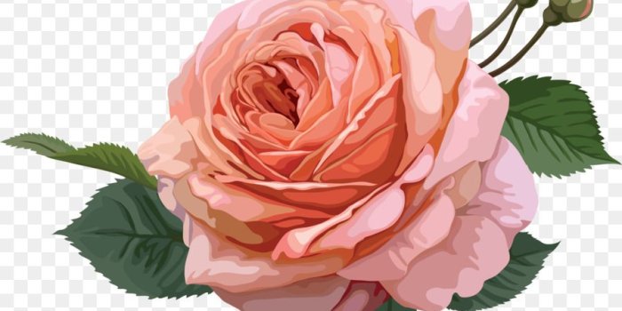 900x1080 Pink Flower Cartoon png download - 7841*9360 - Free Transparent