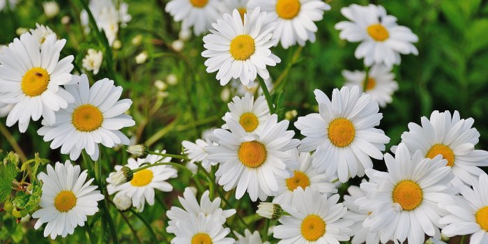 3872x2592 White Daisy Flower · Free Stock Photo