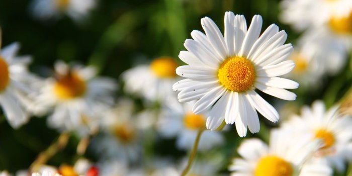 1600x1066 Flower Wallpaper | White Daisy | HD Daisy Wallpaper ~ hd walls