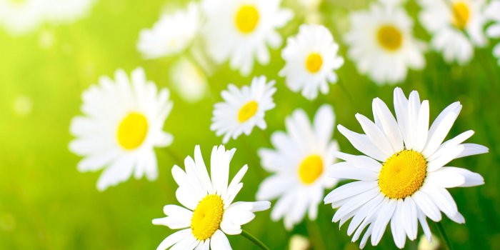 2560x1600 Daisy Flower Wallpaper (57+ images)