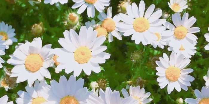 736x1308 Hyper Colorful Painted Paper Plate Flowers | Flowers Wallpapers