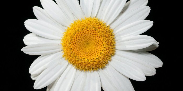 1242x2208 iPhone6papers.co | iPhone 6 wallpaper | nc79-daisy-flower-dark-nature