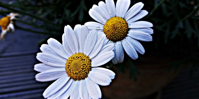 4128x2322 White daisy flower, Daisies, Flowers, Petals HD wallpaper