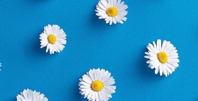 684x1280 Daisy pattern shared by Silvia on We Heart It