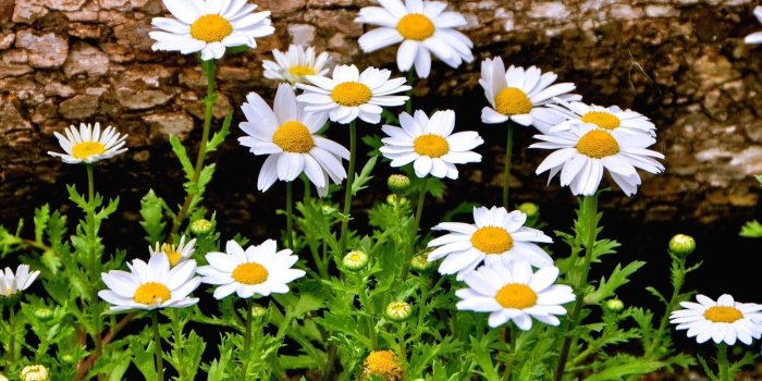 1920x1200 54+ Daisy Flower Wallpapers on WallpaperPlay