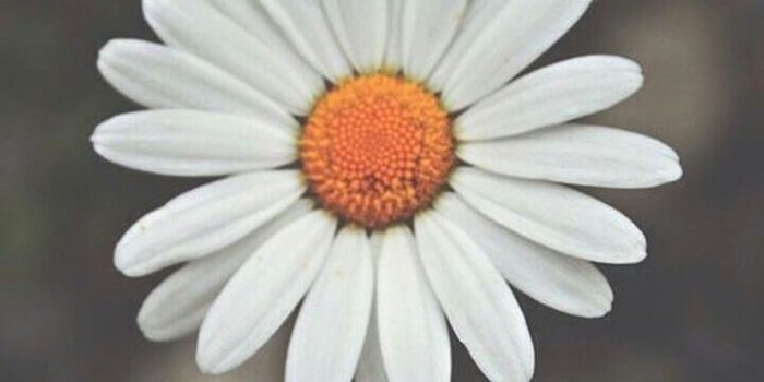 720x1280 Daisy Wallpapers - Top Free Daisy Backgrounds - WallpaperAccess