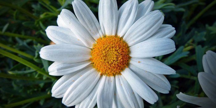 4000x3000 3340670 Daisy, Flower, Petals wallpaper and background | Flower