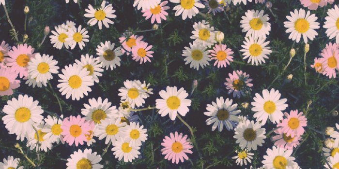 1920x1200 Daisy Flower Wallpaper - (43+) Group Wallpapers