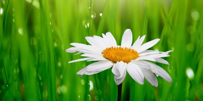 1440x900 Daisy - Flowers Wallpaper (34758616) - Fanpop