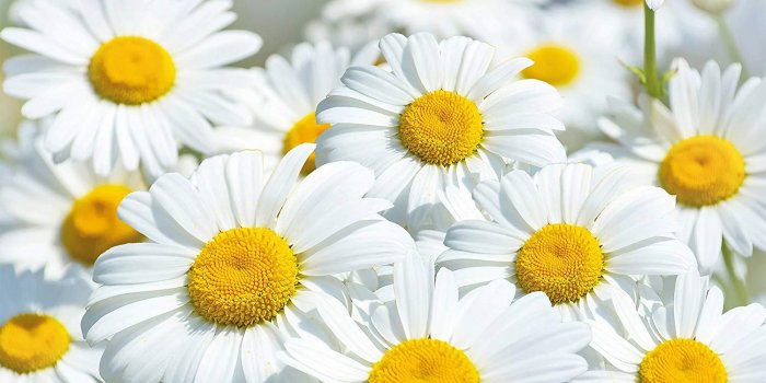 1500x997 GREAT ART Wall Decoration Daisy Flowers - Floral Wallpaper Meadow Mural  Flower Field Poster Nature Design Natural Print Plants (55 Inch x 39.4 Inch)
