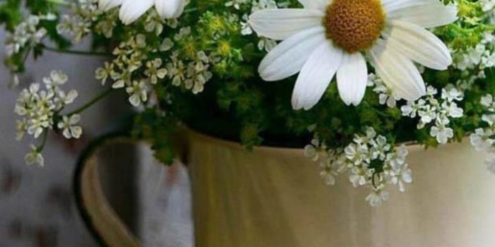 720x1280 Daisy Flowers Wallpaper HD for Android - APK Download