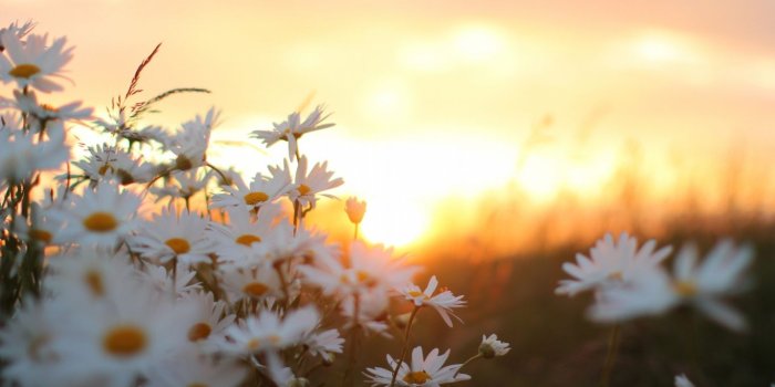 1366x768 Download HD White Daisy Flower Wallpaper – WallpapersByte
