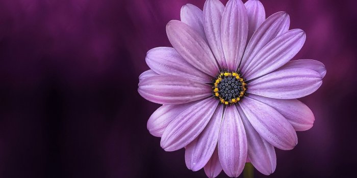 1920x1200 Purple Daisy Flower ❤ 4K HD Desktop Wallpaper for 4K Ultra HD TV