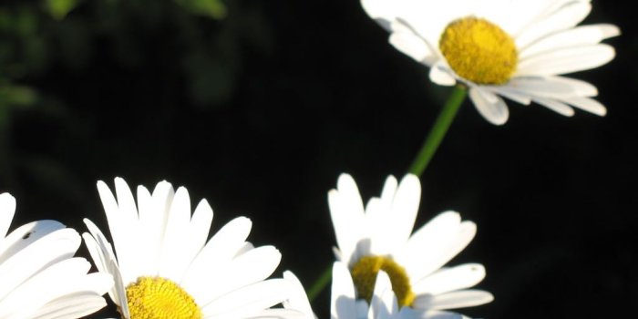 1024x768 White Daisy Flower Wallpaper