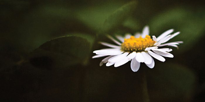 2560x3840 Daisy Flower Mobile Wallpaper | Miniwallist