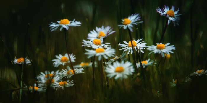 2990x1977 Selective Focus Photography Of Daisy Flowers - Free Stock Photo