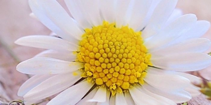 750x1334 White daisy flower, wood board 750x1334 iPhone 8/7/6/6S wallpaper