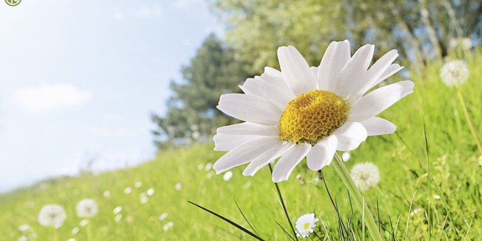 1366x768 Wallpaper Daisy, Flower, Grass, Petals - White Flower Wallpaper Full