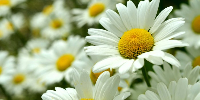 3760x2144 Daisy flowers wallpaper Gallery