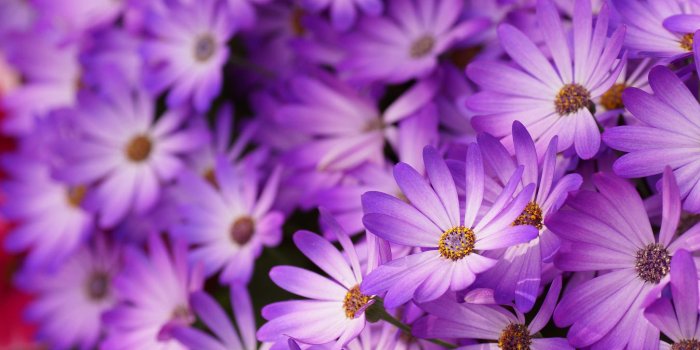 2048x1365 Daisy Flower Wallpapers (51+ background pictures)