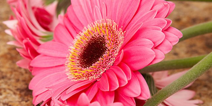 1600x1200 Pink Daisy Flower Wallpaper Hd Resolution