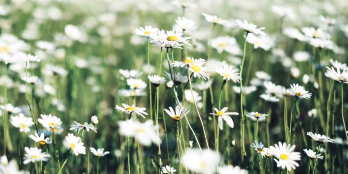 3840x2160 daisy flower | Pitsel - Graphic Resource