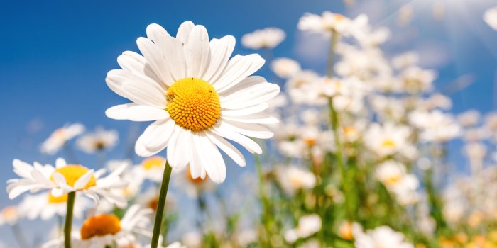 5616x3744 Flowers: Petals Nature Daisy Time Sun Daiaies Daisies Splendor
