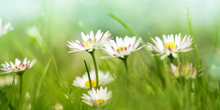 7774x5182 Daisy flower wallpapers Gallery