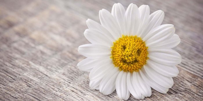 1920x1200 Mood Flower Daisy Smile Wallpaper | HD Flowers Wallpapers for Mobile