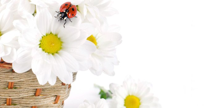 1400x1386 White daisy flower 49961 - Flower Wallpapers - Flowers
