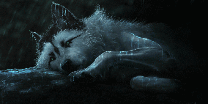 3888x2298 142 4K Ultra HD Wolf Wallpapers | Background Images
