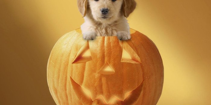 1558x1200 55+ Halloween Puppy Wallpapers - Download at WallpaperBro