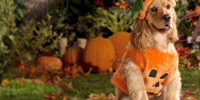 1920x1200 Halloween Pets Wallpaper (60+ images)