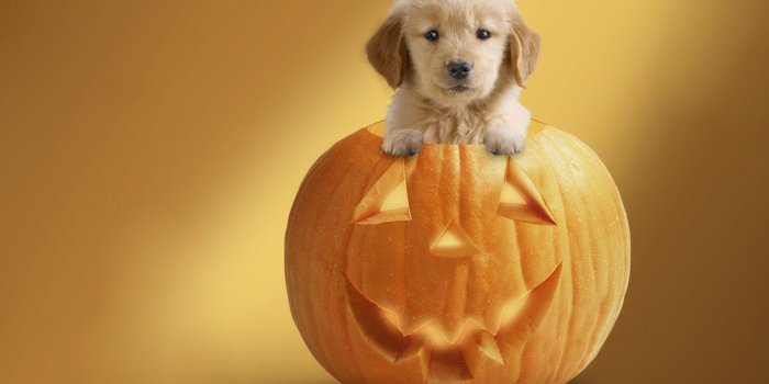 1920x1200 Dog in pumpkin wallpapers and images - wallpapers | pets wallpaper