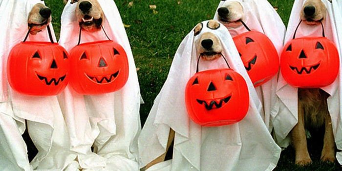 1024x768 47+] Halloween Pets Wallpaper on WallpaperSafari