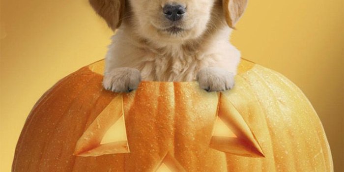 750x1334 45+ Cute Puppy Halloween Wallpapers - Download at WallpaperBro