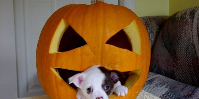 1152x883 Halloween Puppy Wallpaper Desktop | Eazy Wallpapers