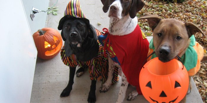2403x1826 Halloween Dogs Wallpapers