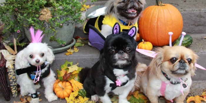 2153x1382 Halloween Dogs Wallpapers