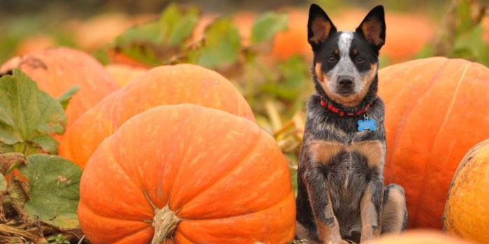 2048x1365 Image gallery for : halloween harvest wallpaper | Cute Pets | Dog