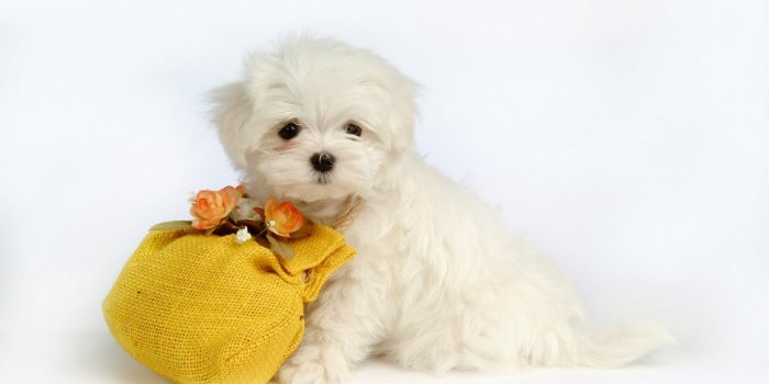 1600x1000 Cute Puppy Desktop Wallpaper Puppy (#870218) - HD Wallpaper Download