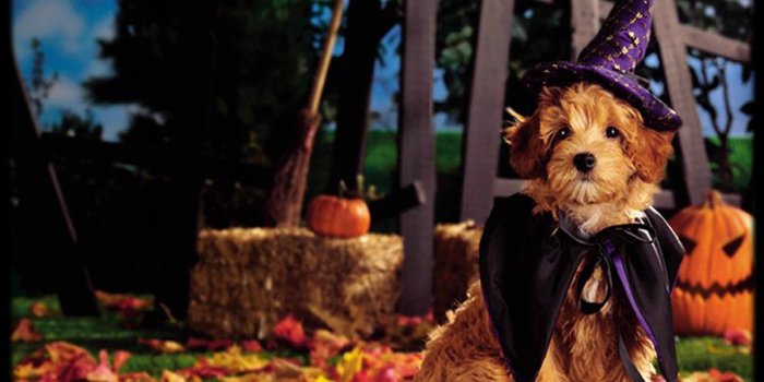 1600x1200 Halloween Dogs Wallpapers