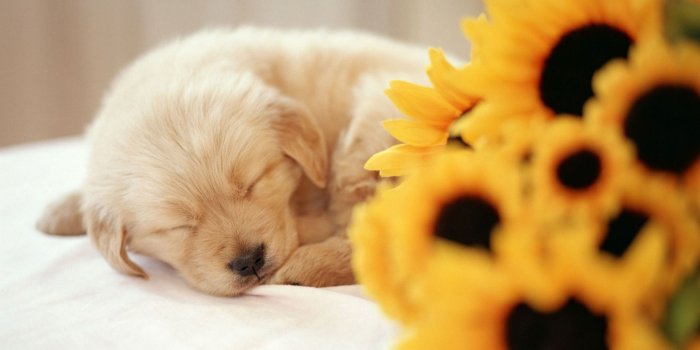 1920x1080 Puppy Wallpaper #6880828