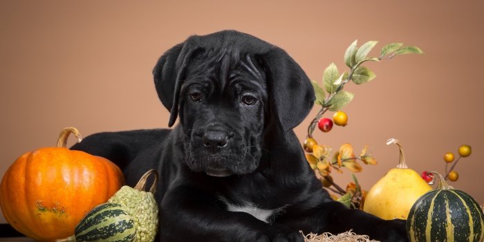 2880x1800 Dogs Puppy Pumpkin Orange Halloween Black Dog Autumn - Halloween