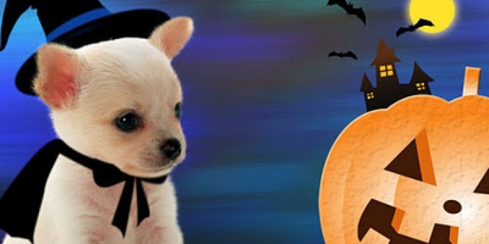 1024x1024 halloween | Little Dog And Halloween Free iPad HD Wallpaper