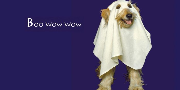 1920x1080 64+ Halloween Pets Wallpapers on WallpaperPlay