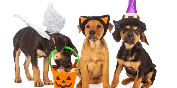 1400x700 HALLOWEEN puppy wallpaper | 2000x1000 | 497960 | WallpaperUP