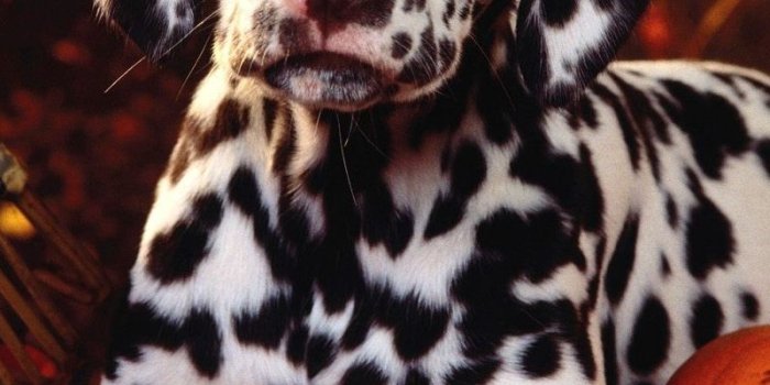 800x1200 Download wallpaper 800x1200 dalmatian, dog, sit, breed, pumpkins