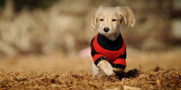 1920x1200 Dachshund Wallpaper for Computer (52+ images)