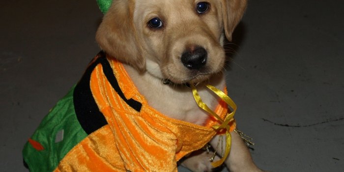 2040x2039 Dogs images bark or treat HD wallpaper and background photos (41561920)